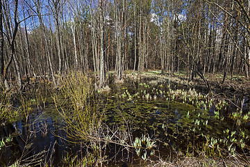 Image showing swamp spring . close-up  