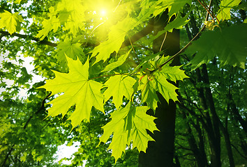 Image showing Beautiful spring leaves of maple tree and sunlight