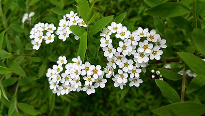 Image showing White flowers of spring bush