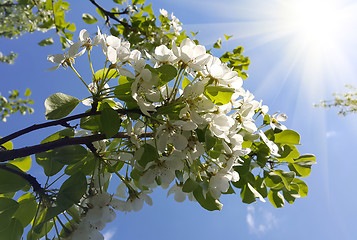 Image showing Branch of a spring tree with beautiful white flowers