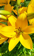 Image showing Beautiful yellow lily