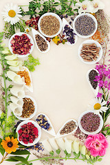 Image showing Herbal Medicine Ingredients