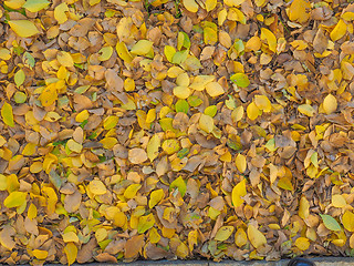 Image showing Autumn leaves background