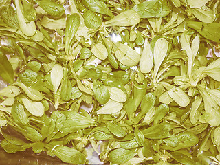 Image showing Retro looking Green salad vegetables