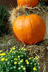 Image showing Fall Pumpkins