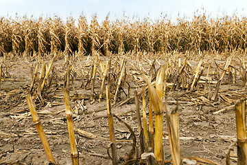 Image showing mature corn  autumn