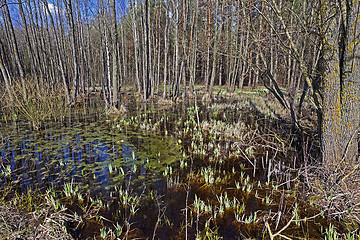 Image showing swamp spring . close-up  