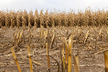 Image showing agricultural field with corn  