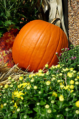 Image showing Fall Pumpkins