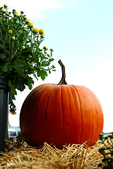 Image showing Fall Pumpkin