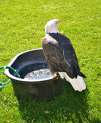 Image showing A bald eagle sitting.