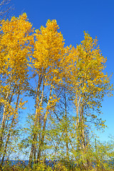 Image showing Beautiful yellow leafs on trees.