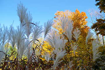 Image showing Tall grass and yellow leafs.