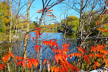 Image showing Small lake with red leafs in foreground.