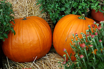 Image showing Fall Pumpkins