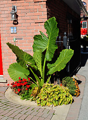 Image showing A plant with very big green leafs.