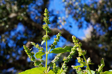 Image showing detail of patchouly flowers