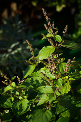 Image showing patchouli plant with flowers