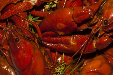 Image showing red crayfish