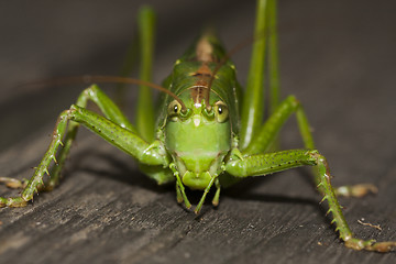 Image showing bush cricket