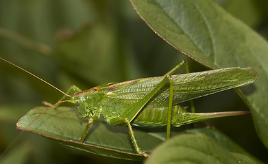 Image showing bush cricket