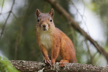 Image showing red squirrel