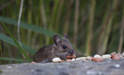 Image showing garden mouse