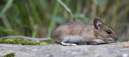 Image showing feeding mouse