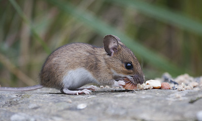 Image showing eating field mouse