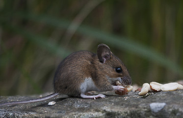 Image showing eating peanuts