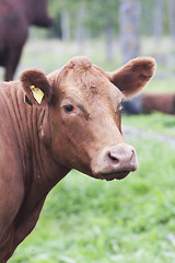 Image showing cow