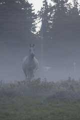 Image showing grey horse in mist