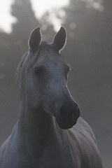 Image showing grey horse