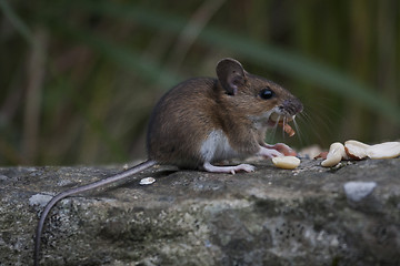 Image showing wood mouse