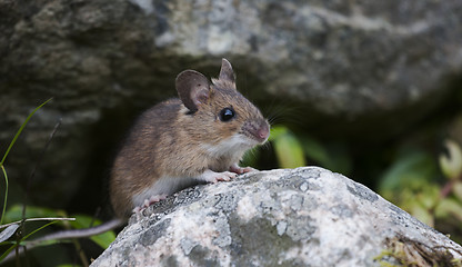 Image showing garden mouse