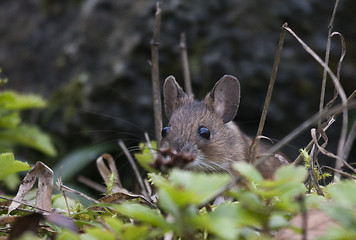 Image showing wood mouse