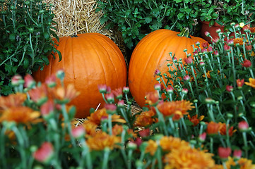 Image showing Fall Pumpkins