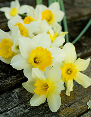 Image showing Spring Yellow Daffodils