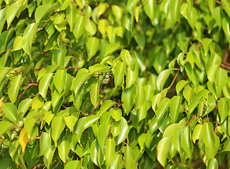 Image showing Beautiful green leaves 