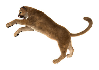 Image showing Big Cat Puma