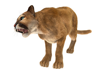 Image showing Big Cat Puma