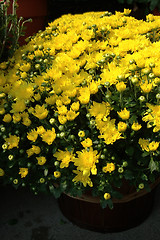 Image showing Yellow Mums