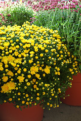 Image showing Yellow Mums