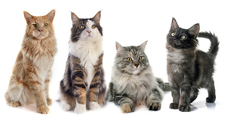 Image showing maine coon cats