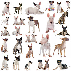 Image showing group of bull terrier