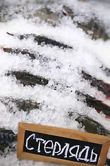 Image showing Sturgeon, Fresh Fish on Ice