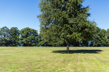 Image showing summer field and trees