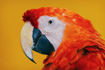 Image showing The Macaw Parrot