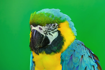 Image showing The Macaw Parrot