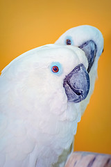 Image showing The Cockatoo Parrot